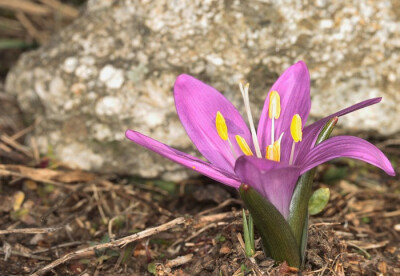 春花秋水仙 Colchicum bulbocodium（Bulbocodium vernum） ，秋水仙科秋水仙属。