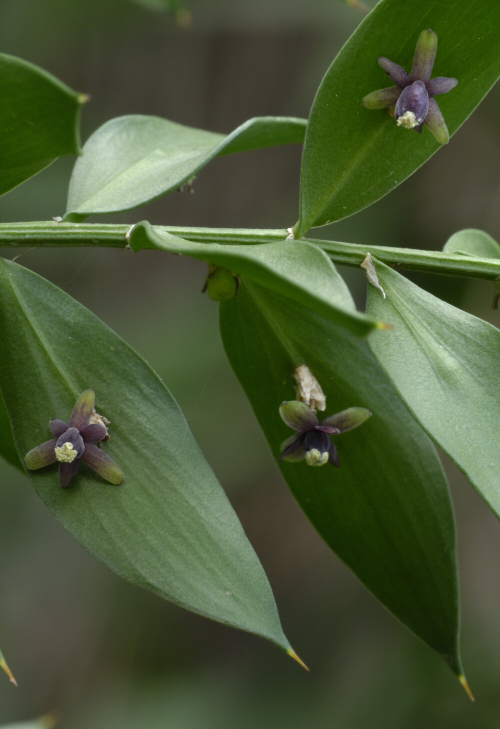 假叶树 Ruscus aculeatus ，假叶树属。