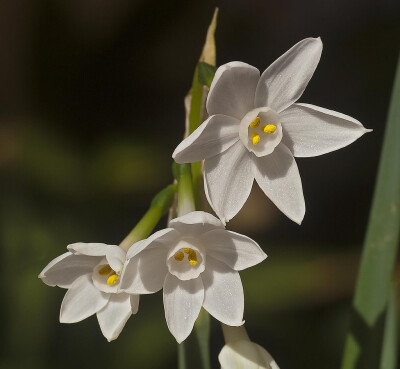 纯白水仙 Narcissus papyraceus ，石蒜科水仙属。