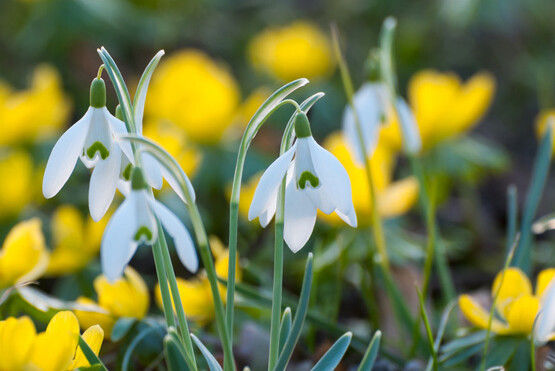 galanthus nivalis 雪滴花,石蒜科雪滴花属.