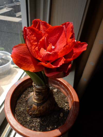 Hippeastrum ‘Cherry Nymph’ “樱桃妮芙”朱顶红 ，石蒜科朱顶红属。