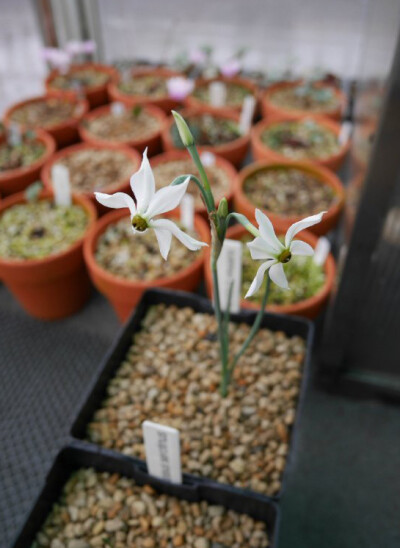 Narcissus elegans ，石蒜科水仙属。