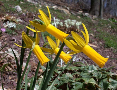 Narcissus sp. ，石蒜科水仙属。