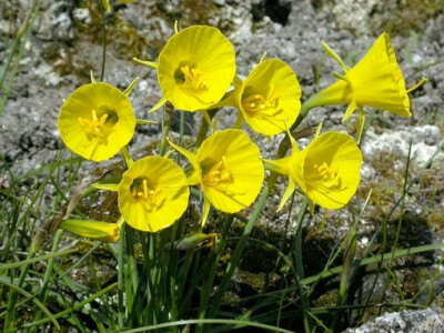 黄裙水仙 Narcissus bulbocodium ，石蒜科水仙属。