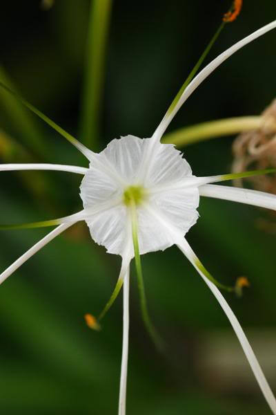 Hymenocallis maximilianii ，石蒜科水鬼蕉属。