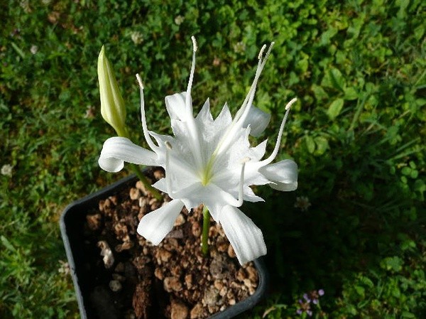 Pancratium sp. ，石蒜科全能花属 。大部分产欧洲和地中海，但全能花 P. biflorum 香港曾有记载，也分布于印度。这个属大部分是海边沙生的，所以也叫海水仙。