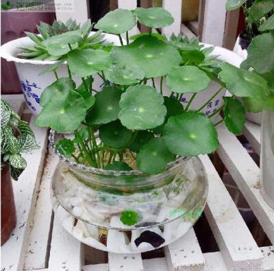 水培铜钱草[迷糊园发布](本文由迷糊园花卉植物主题交友社区[www.mihuyuan.com]整理发布)原文地址：http://www.mihuyuan.com/guidedetail_1407310746288517.shtml