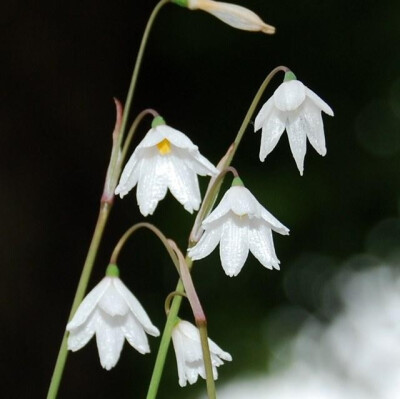 秋雪片莲 Leucojum autumnale（Acis autumnalis），石蒜科雪片莲属（秋雪片莲属）。另立秋雪片莲属 Acis 是现在存在的一种观点，认为其在进化树上是先于雪片莲属 Leocojum 和雪滴花属 Galanthus 的分支。