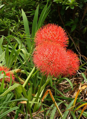 火球花 Scadoxus multiflorus ，石蒜科火球花属。