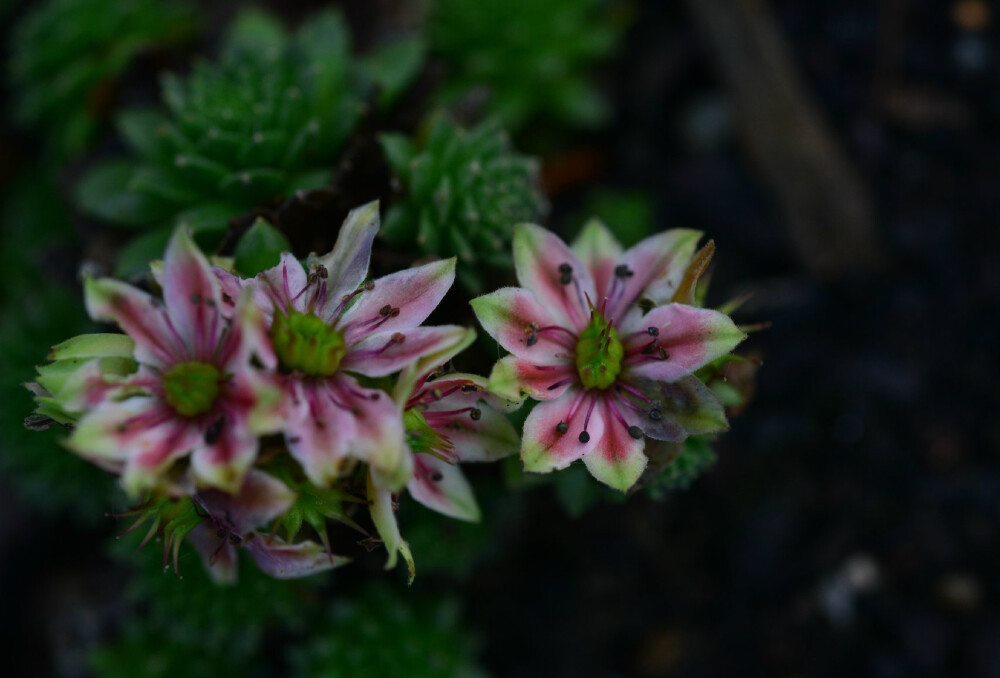 卷绢（蛛丝卷绢 蛛丝长生草） Sempervivum arachnoideum ，景天科长生草属。