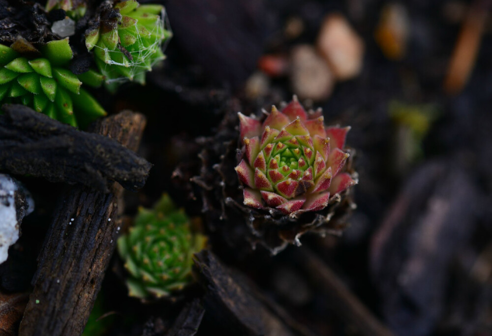 卷绢（蛛丝卷绢 蛛丝长生草）Sempervivum arachnoideum ，景天科长生草属。