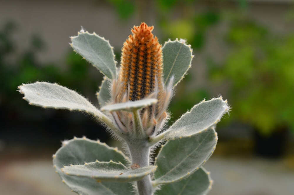 Banksia coccinea ，山龙眼科佛塔树属（班克木属）。