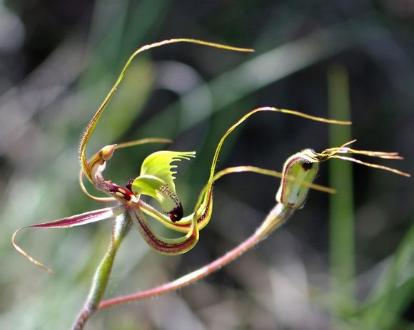 Caladenia falcata ，兰科裂缘兰属。