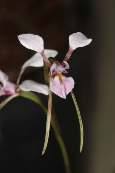 Diuris alba ，兰科双尾兰属。