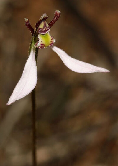 Eriochilus cucullatus ，兰科兔兰属。