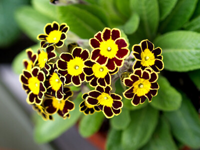 蕾丝多花报春 Primula polyanthus 'Lace' ，报春花科报春花属。