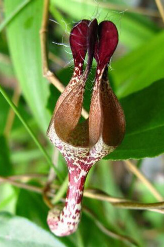 宝兴吊灯花 Ceropegia paohsingensis ，夹竹桃科（萝藦科）吊灯花属。