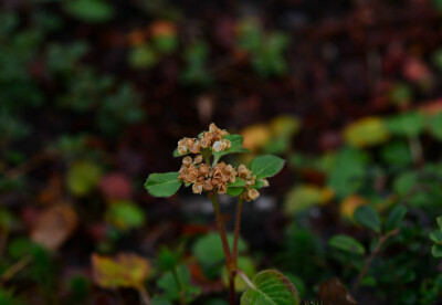 大铜钱叶蓼（六铜钱叶神血宁）Polygonum forrestii ，蓼科萹蓄属。