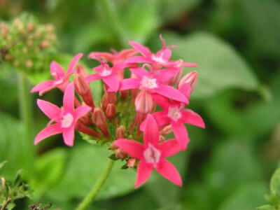 雨伞花