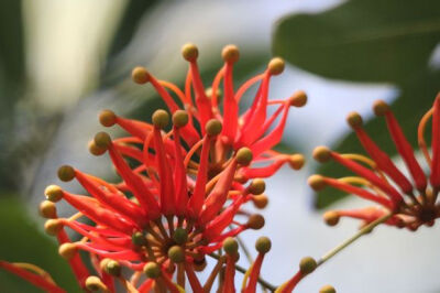 火轮树 Stenocarpus sinuatus ，山龙眼科火轮树属。