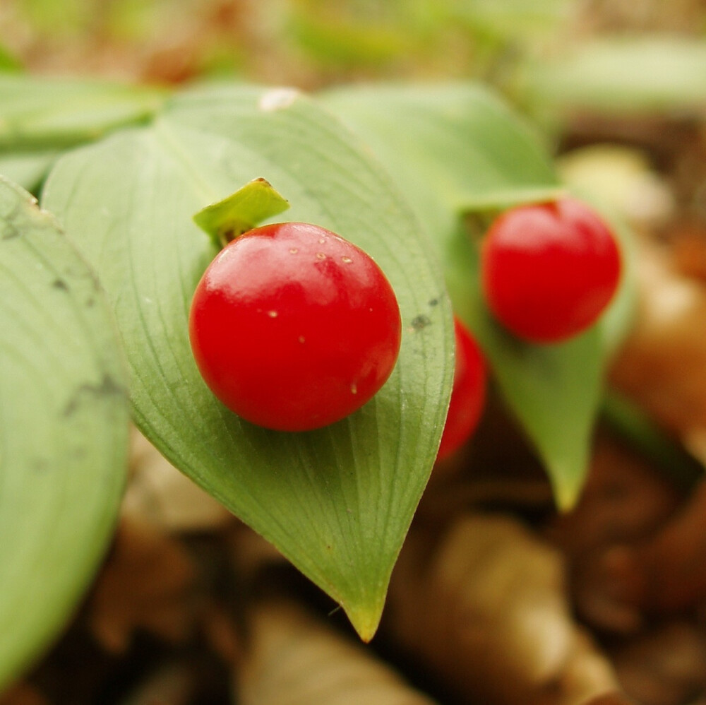 假叶树 Ruscus aculeatus ，百合科假叶树属。假叶树属的植物的“叶”其实是变态的枝条，通过将其特化为叶形来代替叶的职能，但同时也保留了枝的功能：其上有生长点，因此有“叶”上开花结果的景象。