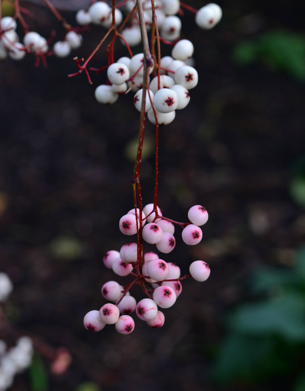 近似 纤细花楸 Sorbus aff. filipes ，蔷薇科花楸属。