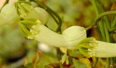 Ceropegia ampliata ，萝藦科吊灯花属。