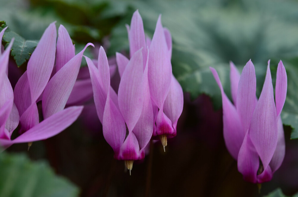 天竺葵叶仙客来 Cyclamen rohlfsianum ，报春花科仙客来属。