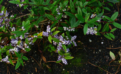 五雄白珠 Gaultheria semi-infera ，杜鹃花科白珠树属。