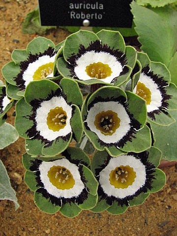 耳叶报春（欧樱草/西洋樱草/欧报春）Primula auricula 'Roberto'，报春花科报春花属。