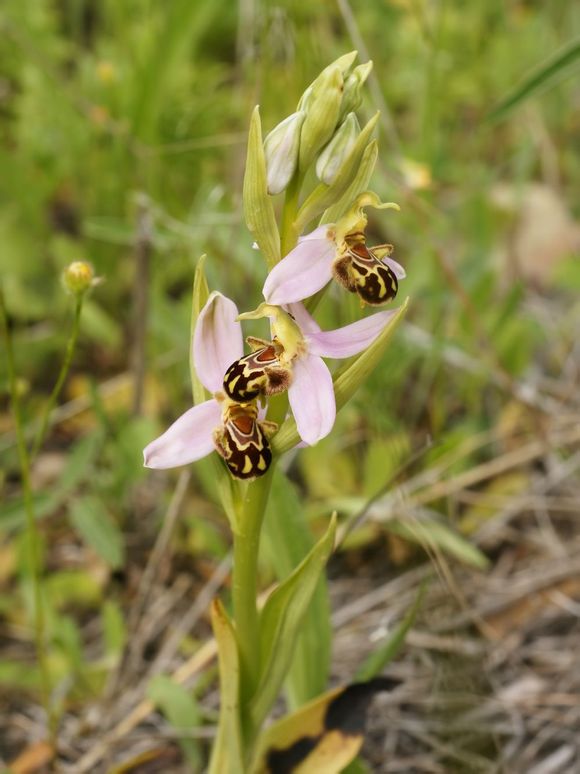 小丑兰（拟蜂兰）Ophrys apifera ，兰科眉兰属。