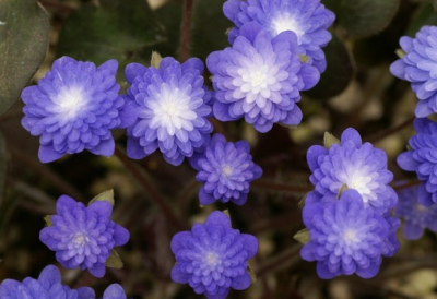 雪割草品种 Hepatica sp. ，毛茛科獐耳细辛属。