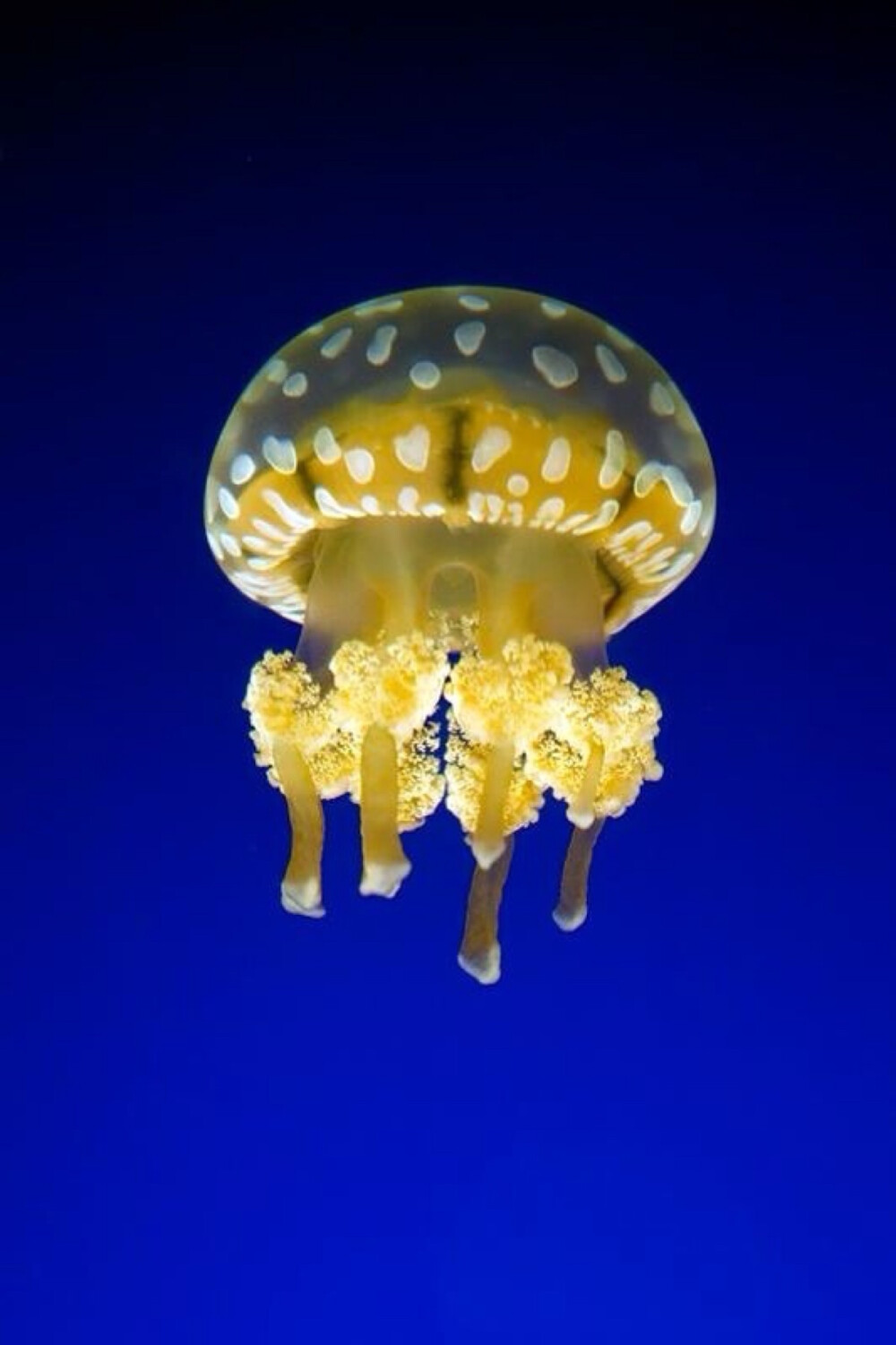 海底生物