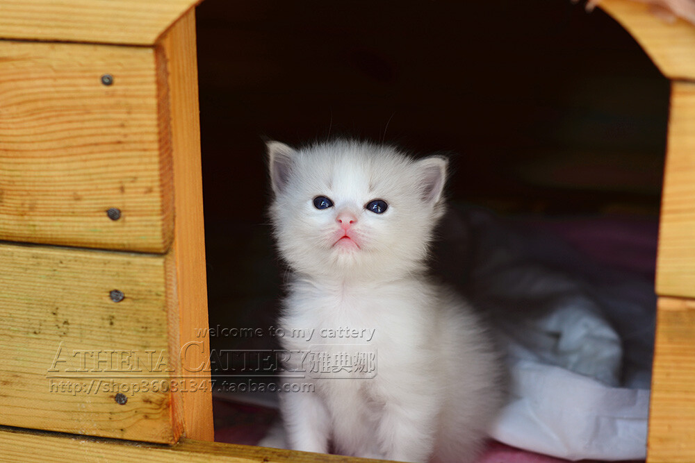 正在看家的布偶猫妹妹