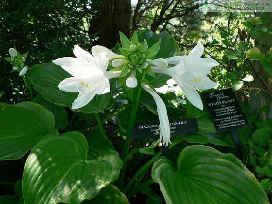 玉簪花什么时候开本文由迷糊园花卉植物主题交友社区[www.mihuyuan.com]整理发布)原文地址：（http://www.mihuyuan.com/guidedetail_1418025849971511.shtml