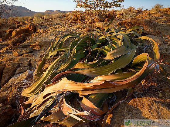 沙漠中的千年活化石——百岁兰[迷糊园发布]本文由迷糊园花卉植物主题交友社区[www.mihuyuan.com]整理发布)原文地址：（http://www.mihuyuan.com/advisorydetail_1411542005156801.shtml