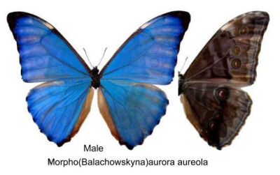 极光闪蝶 Morpho aureola （Fruhstorfer 1913） 鳞翅目,蛱蝶科,闪蝶属的一种蝴蝶。