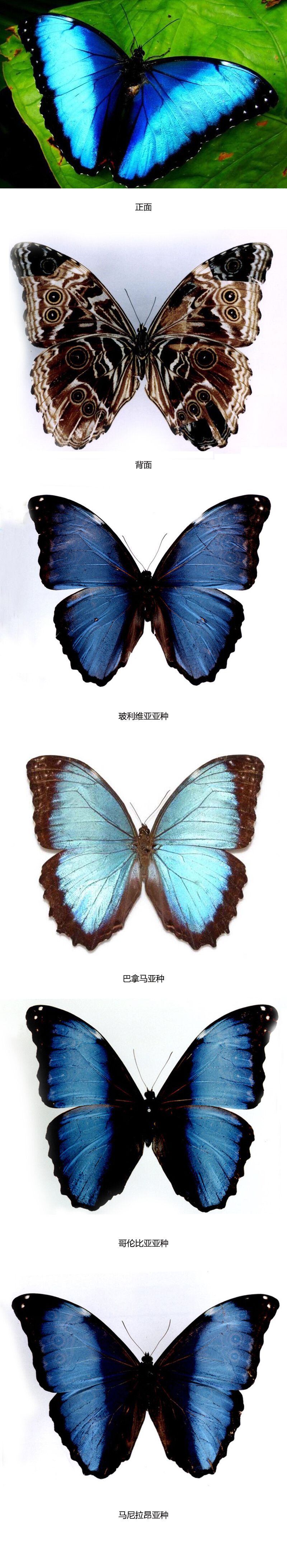 梦幻闪蝶（学名：Morpho deidamia）共有11个亚种。 前足相当退化，短小无爪。前翅R脉5条，常共柄。雄闪蝶的翅上有绚丽的金属般光泽，这与其翅膀上有各种形状的鳞片有关，闪蝶的鳞片结构复杂，细微结构是由多层立体的栅栏构成，当光线照射到翅上时，会产生折射、反射和绕射等物理现象。翅的底面具有成列的眼状斑纹。生活史包括了卵、幼虫、蛹、成虫四个期，卵呈半球形，幼虫一般群集生活，主要取食豆科植物，分布于巴拿马、秘鲁，玻利维亚，巴西南美等国家。