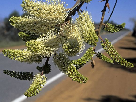 白翅银桦 Grevillea leucopteris ，山龙眼科银桦属。