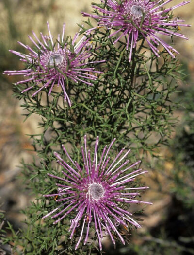 Isopogon formosus ，山龙眼科鼓槌木属。