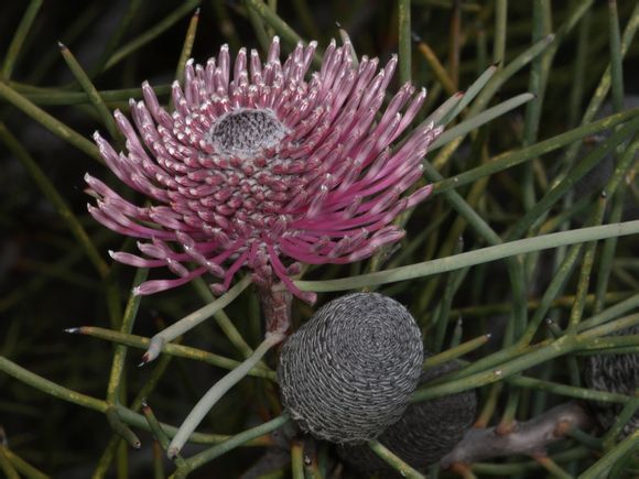 Isopogon divergens ，山龙眼科鼓槌木属。