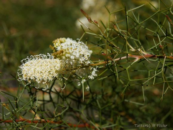 Grevillea leucoclada ，山龙眼科银桦属。