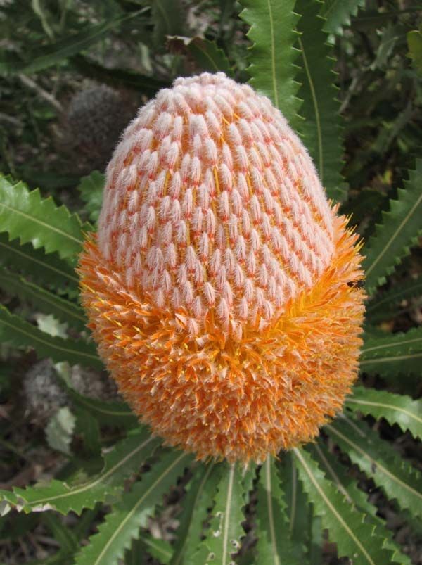 Banksia burdettii ，山龙眼科佛塔树属（斑克木属、拔克西木属）。原产澳大利亚。