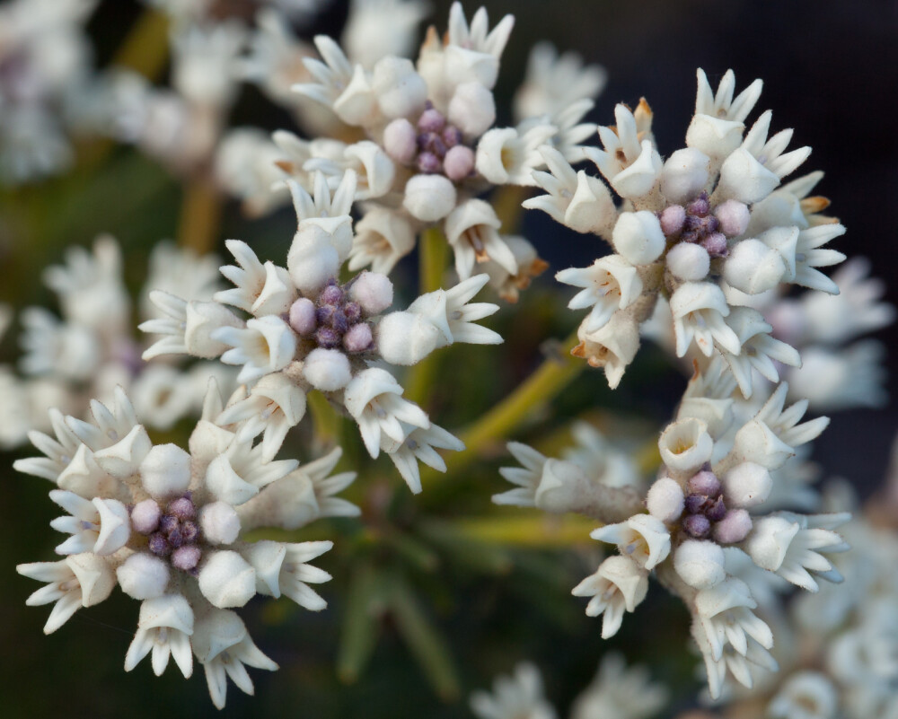 Conospermum hookeri ，山龙眼科。