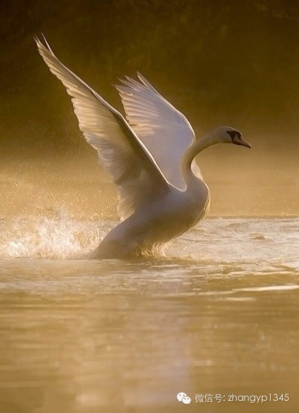 天鹅湖 70(10) - 堆糖,美图壁纸兴趣社区