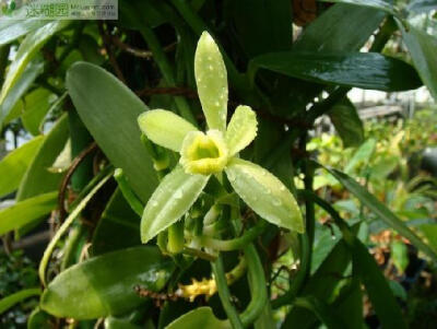 经济价值暴增的香荚兰[迷糊园发布]本文由迷糊园花卉植物主题交友社区[www.mihuyuan.com]整理发布)原文地址：（http://www.mihuyuan.com/advisorydetail_1411617810109122.shtml