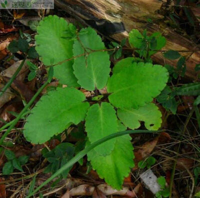 落地生根怎么养本文由迷糊园花卉植物主题交友社区[www.mihuyuan.com]整理发布)原文地址：（http://www.mihuyuan.com/guidedetail_1418179037362648.shtml