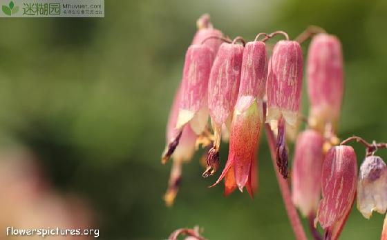 落地生根会开花吗本文由迷糊园花卉植物主题交友社区[www.mihuyuan.com]整理发布)原文地址：（http://www.mihuyuan.com/guidedetail_1418180296315653.shtml