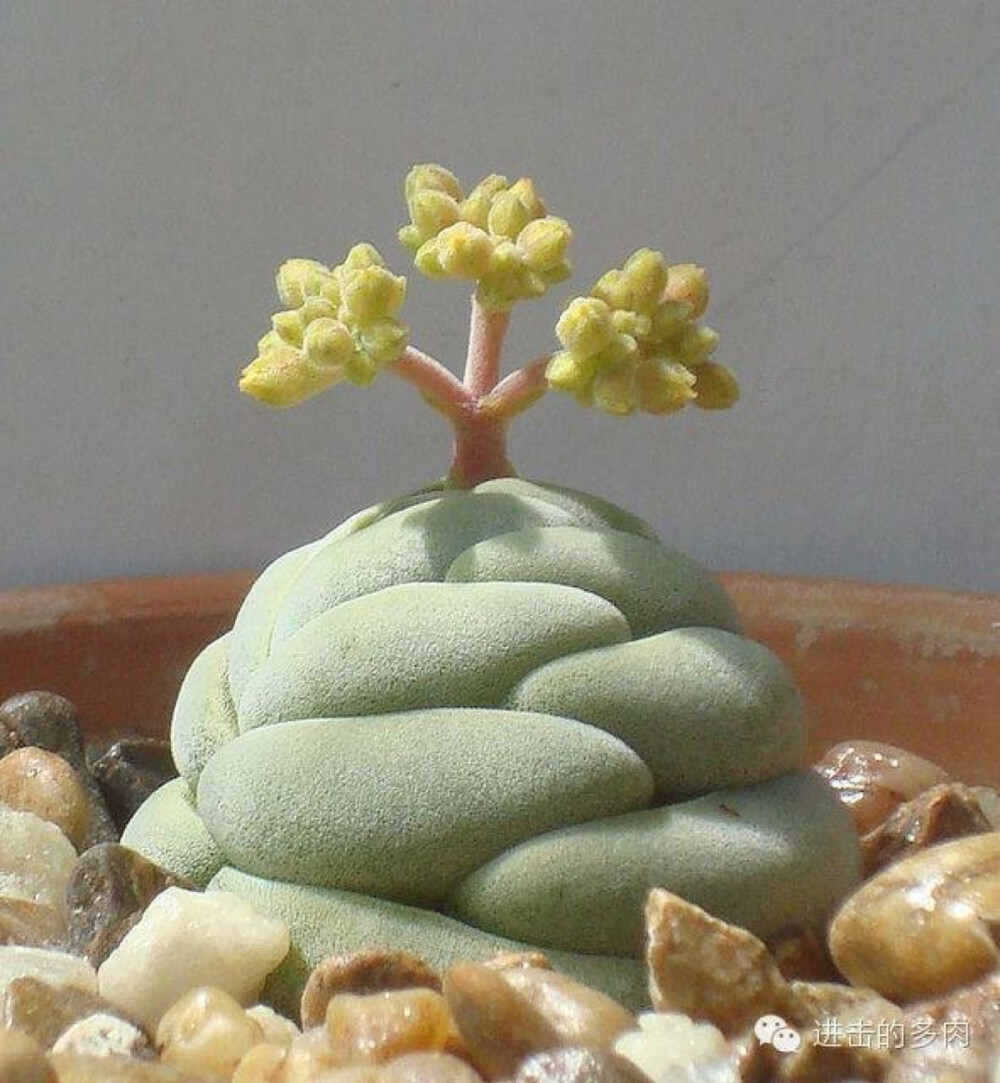 托尼Crassula alstonii，这种小型的青锁龙长的很像一坨坨小便便！特别是在原产地南非干旱的乱石滩，它的颜色跟周遭的环境融为一体，不仔细瞧还真以为是动物的大便。肥厚的白色叶片互生，紧密排列，叶面粗糙有颗粒感。开米黄色的小花，特别可爱。