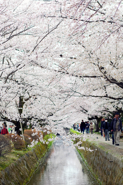 Tetusugaku-no-Michi, Kyoto, Japan。日本京都“哲学之路“（哲学の道），是日本城市京都左京区一条2公里长的溪边小道，沿途种植樱花树。这条路的名称来源于京都大学哲学教授西田几多郎每日在此冥想。1972年正式命名。哲学之道经过好几座寺庙和神社，例如慈照寺、法然院、永観堂禅林寺、南禅寺、熊野若王子神社。